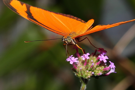 Botanische schoonheid