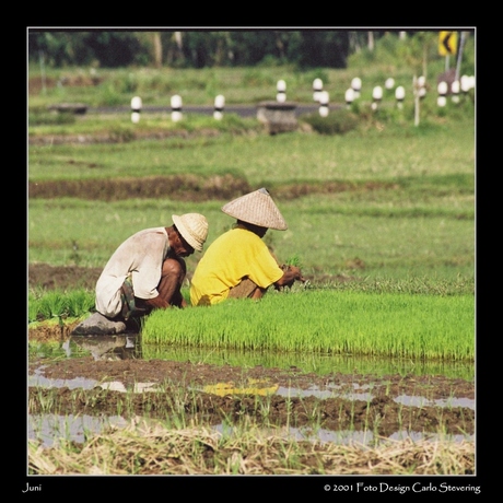 Rijst aanplanting