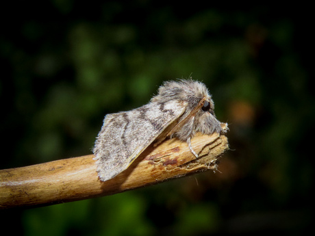 Eikenprocessierupsvlinder