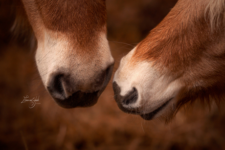 Romantische paardenfotografie - close up paardenneuzen