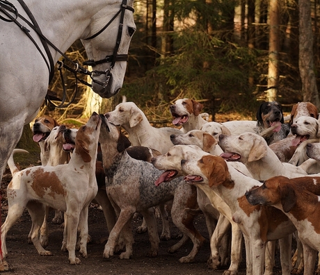 band tussen de honden en het paard