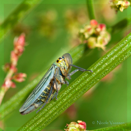 groene cicade