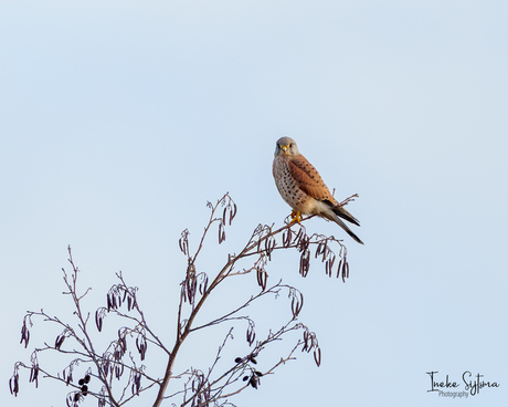 Torenvalk op de uitkijk