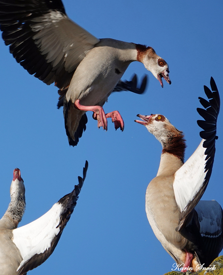 "Nijlganzen hebben onenigheid..."