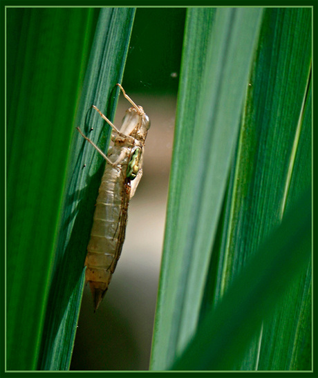 Verpoppen Libelle