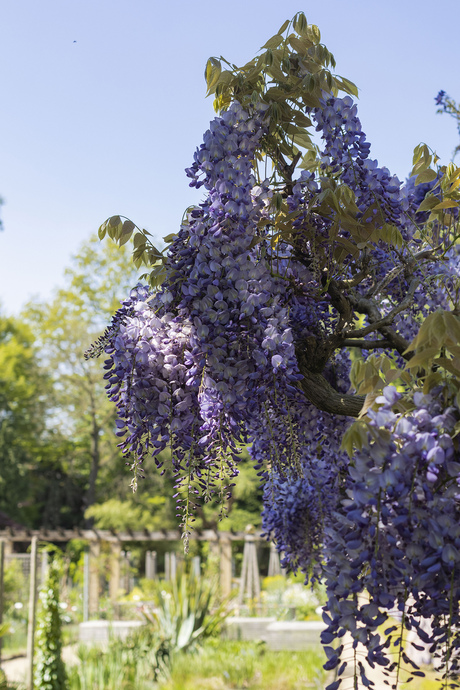 Kruidtuin Leuven