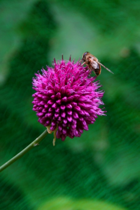 Bij op roze bol