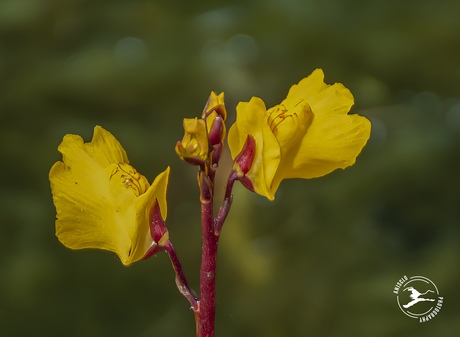 Bloeiend groot blaasjeskruid