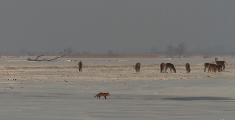 Oostvaarders Plassen