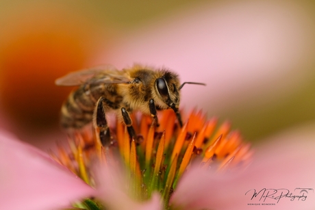 In the Heart of Summer