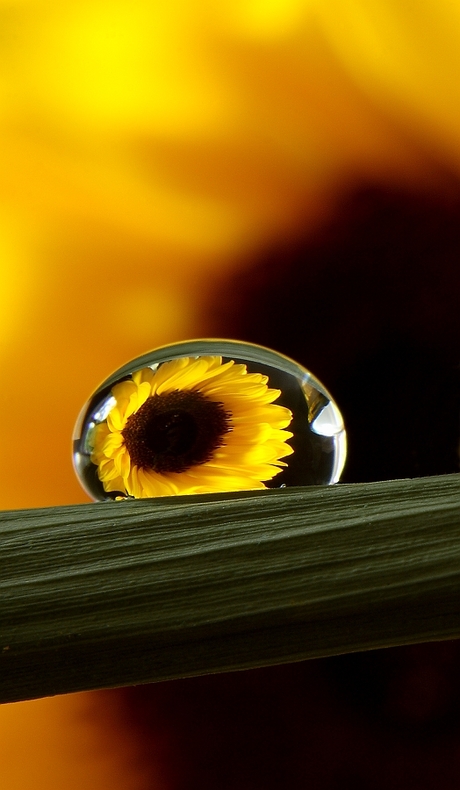 Bloemendruppels "Sunflower"