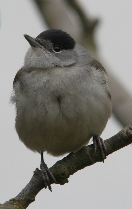 Welk vogeltje is dit ??