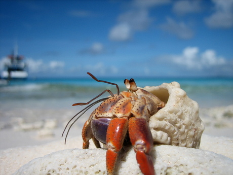 Heremietkreeft op Klein Curaçao