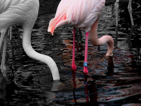 Flamingo