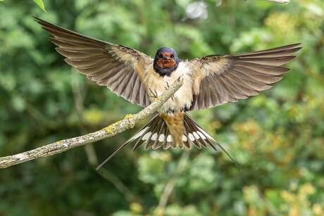 Perfecte landing