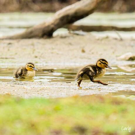 pulleke op grote voet