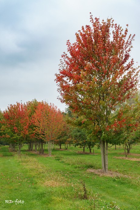 Herfst in de boomkwekerij (2)