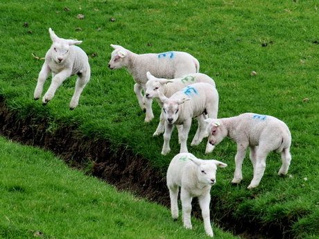 Spring in het veld.