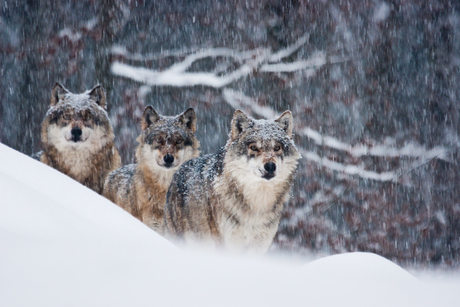 wolven in de sneeuw