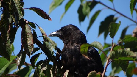 Raaf / Common raven / Corvus corax