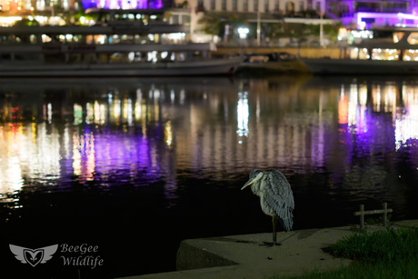 Nachtelijke jager in cochem
