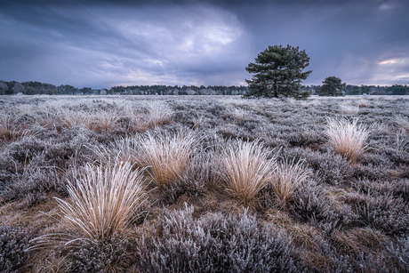 Ijskoude winterse zonsopkomst op de heide