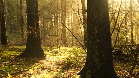 Warm zonlicht in het bos