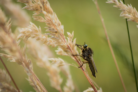 Gezoem in het gras