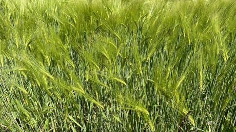 Gras is groener bij de buren