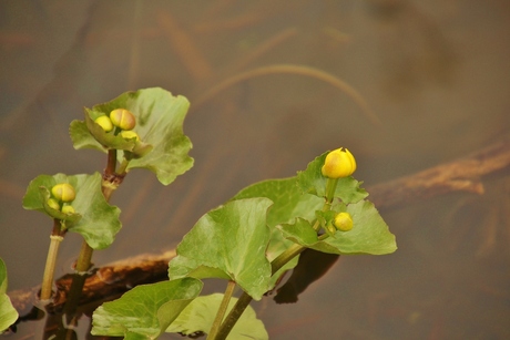 mooie natuur