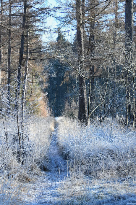 Een witte wereld ....