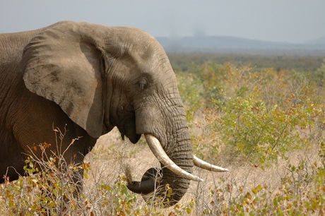 Elephant @ Pafuri South Africa