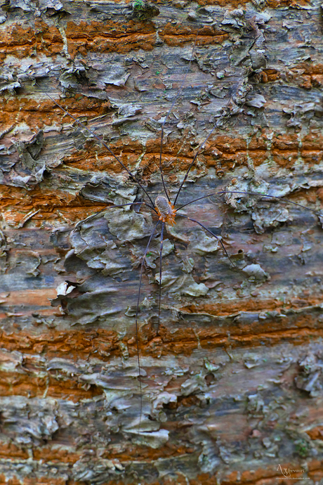 Ik zie een spin jullie ook ?