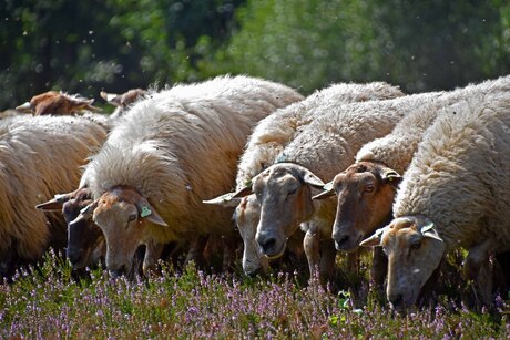 Mergellandschapen