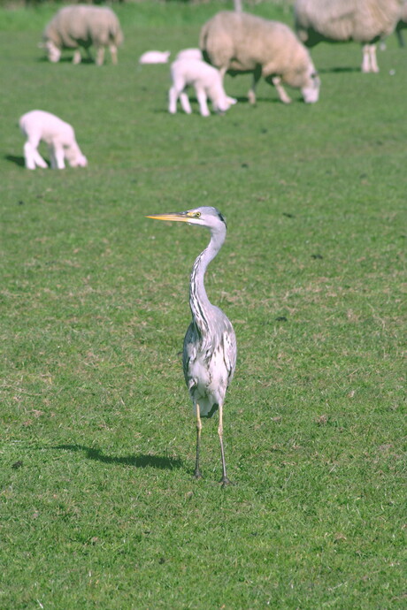 reiger