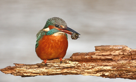 ijsvogel