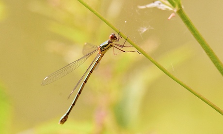 Houtpantserjuffer…