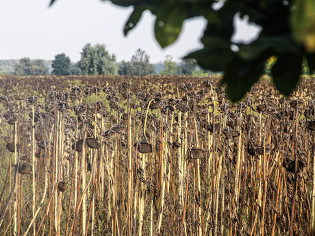 veld vol verdorde zonnebloemen