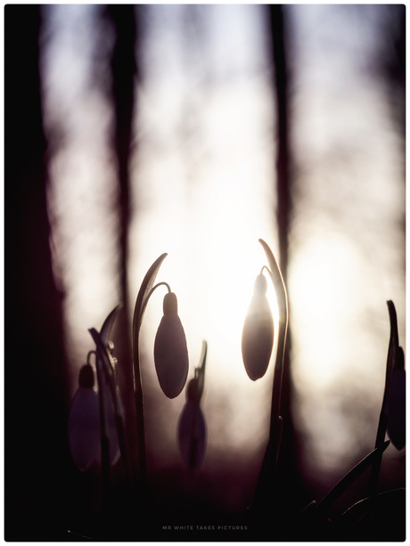 Sneeuwklokjes in het gouden uur