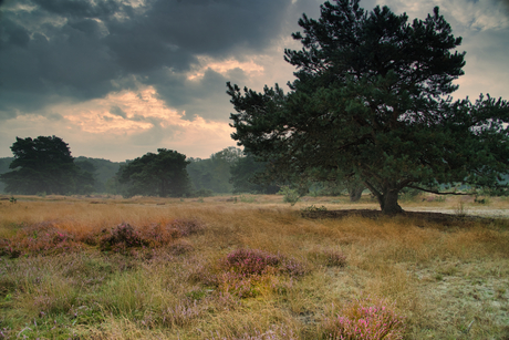 Natuur Maashorst