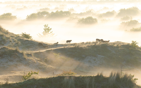 Schapen op duin Schiermonnikoog