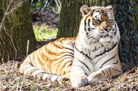 Siberische tijger geniet van de zon