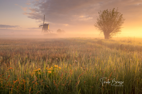 Wakker worden in de Alblasserwaard 