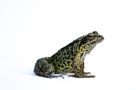 Kikker op witte achtergrond