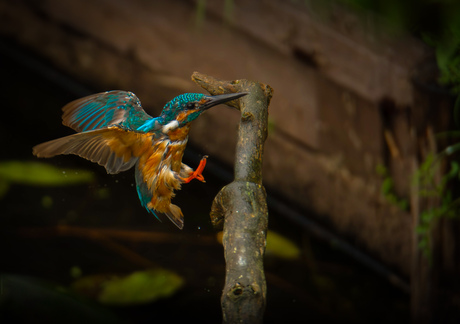 Na een frisse duik...