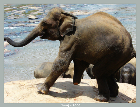 Olifant met 3 poten