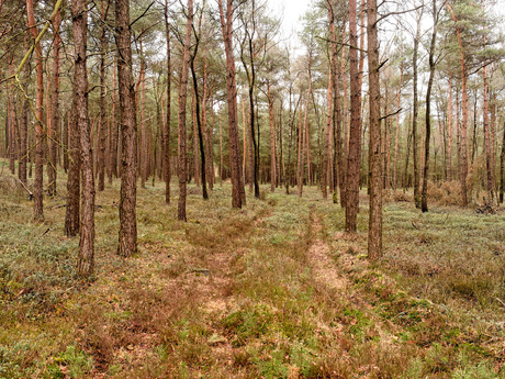 Boslandschap Nijverdal