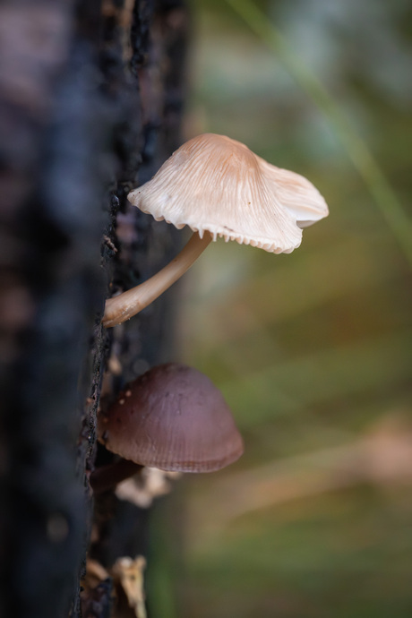 Onder moeders paraplu