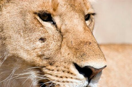 Lion close-up
