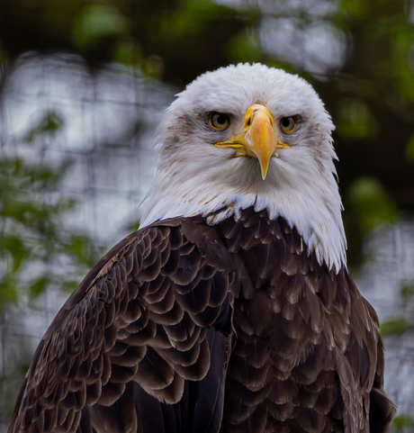 Bold Eagle